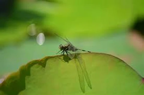 Ảnh minh họa. Ảnh minh họa.